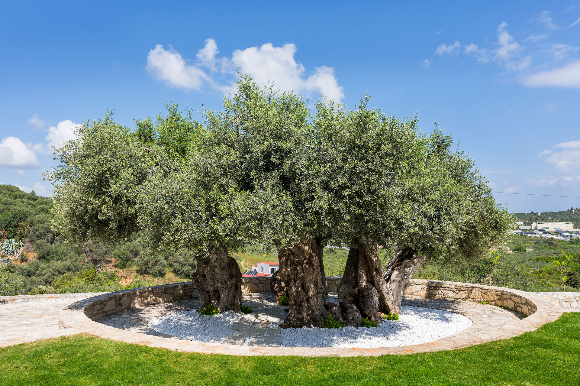 ancient-olive-tree-image
