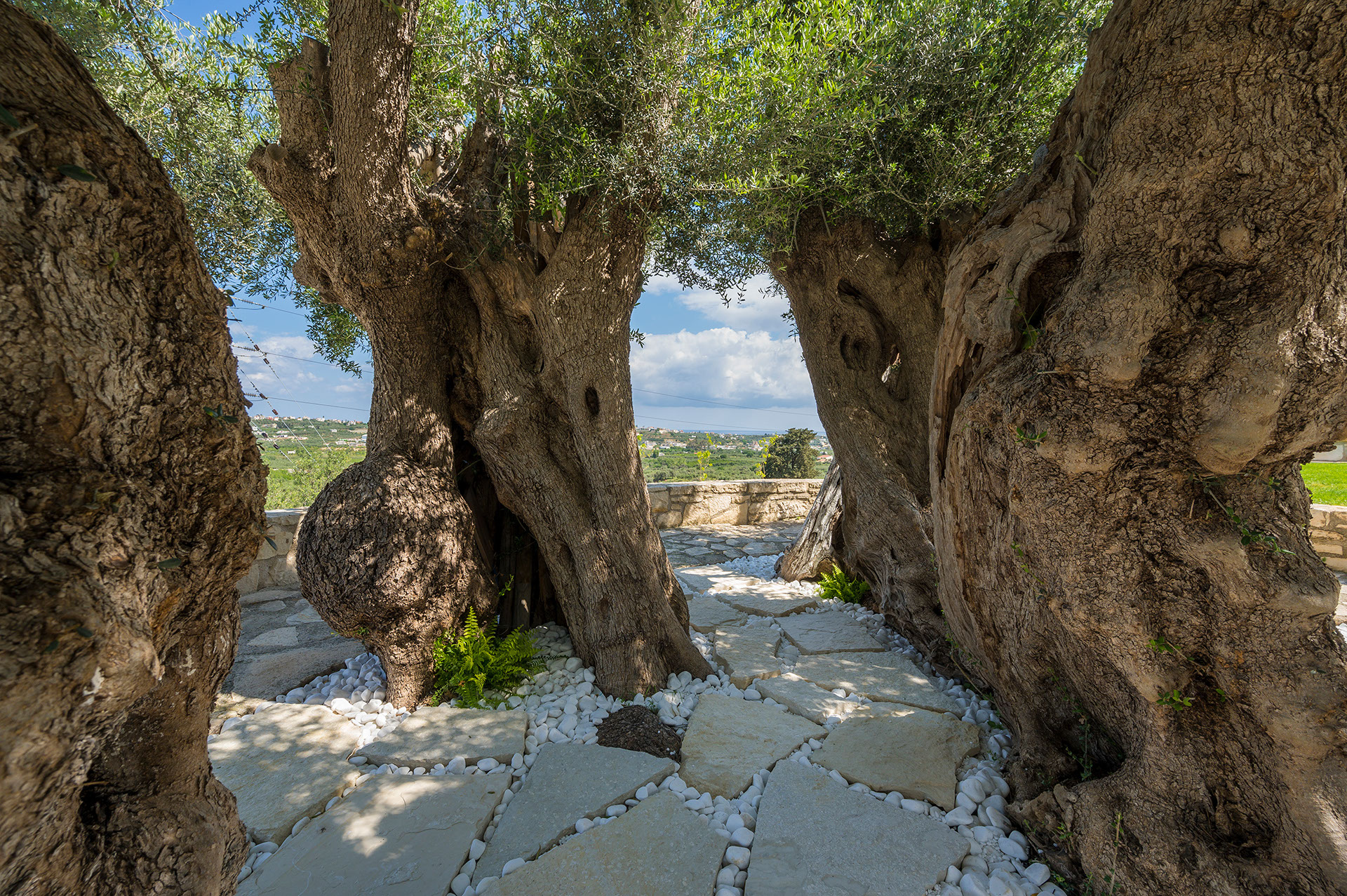 ancient-olive-tree-image
