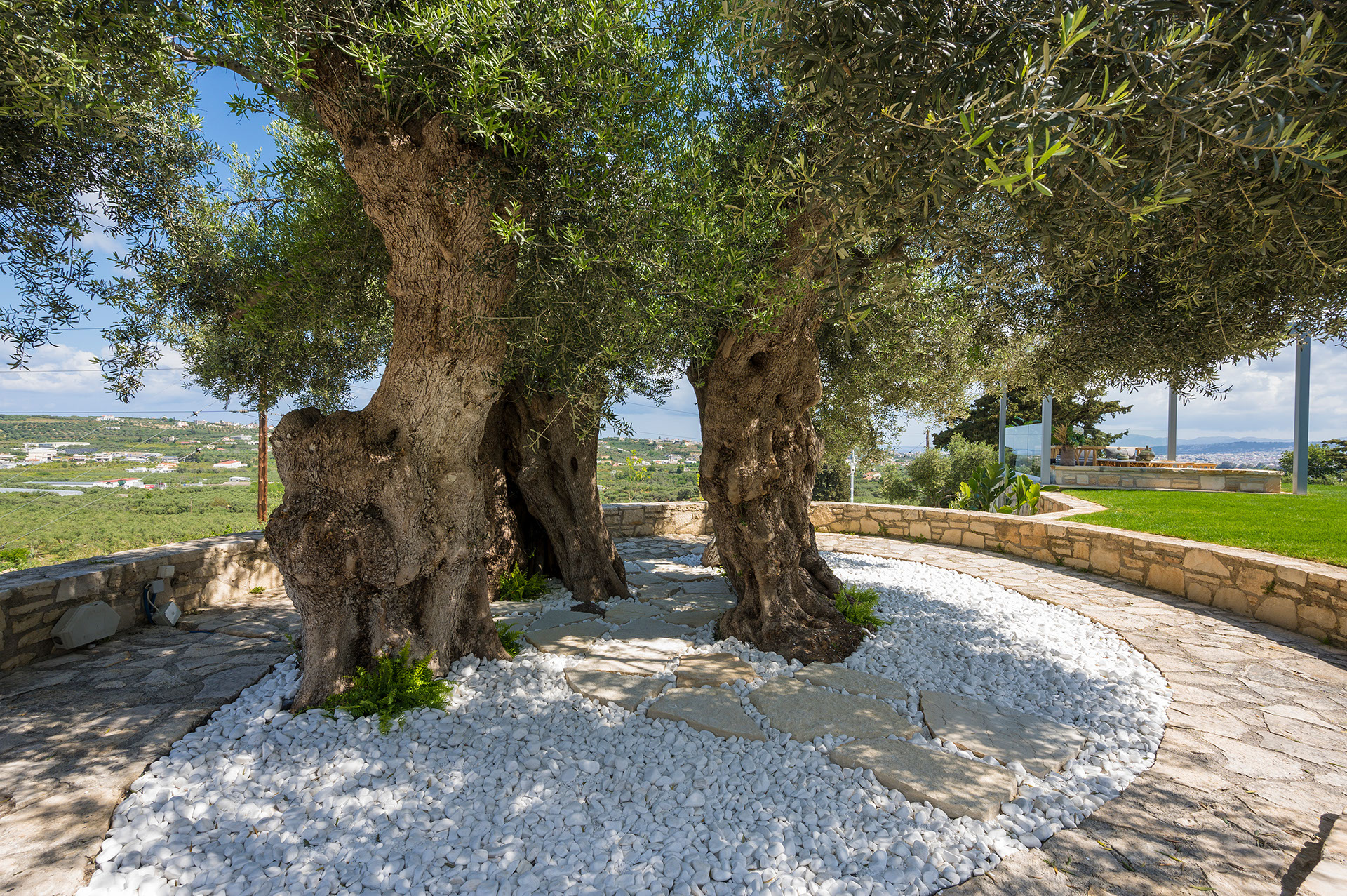 ancient-olive-tree-image