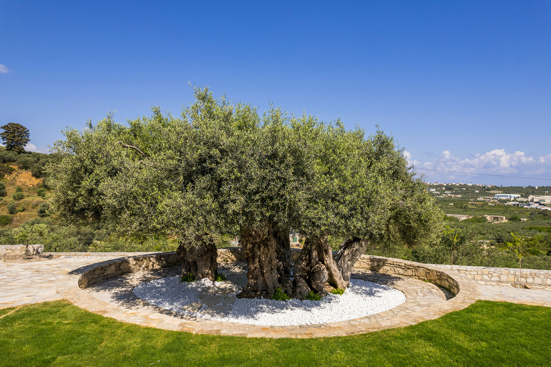 ancient-olive-tree-image