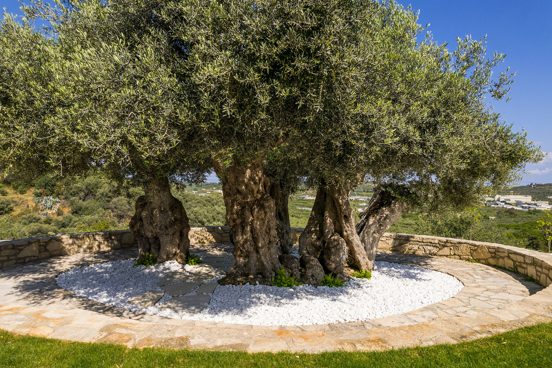ancient-olive-tree-image