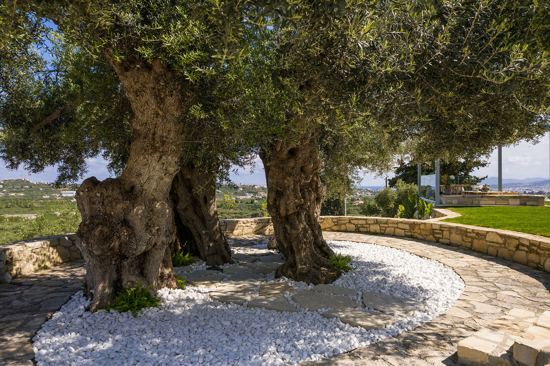 ancient-olive-tree-image