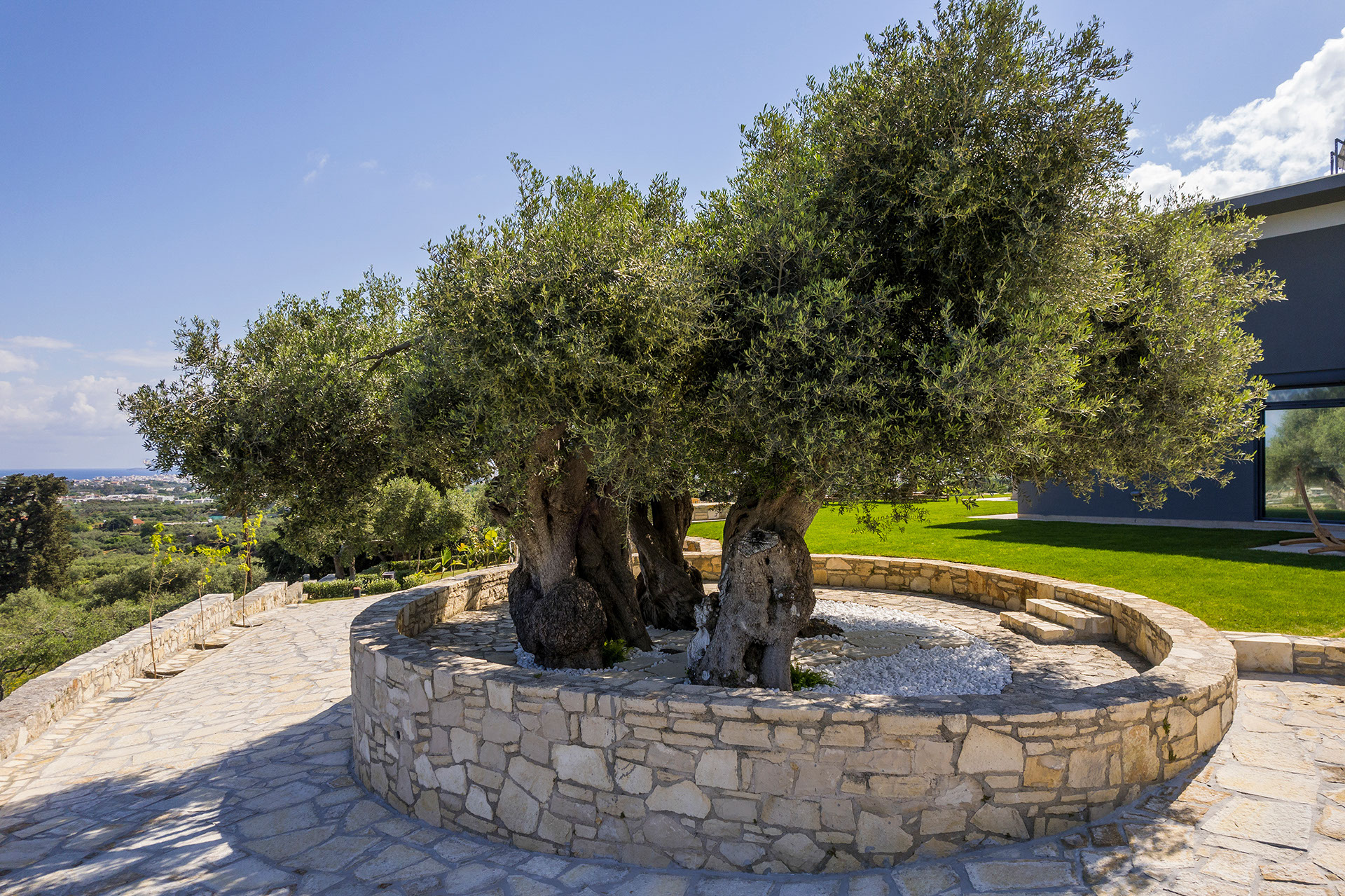 ancient-olive-tree-image
