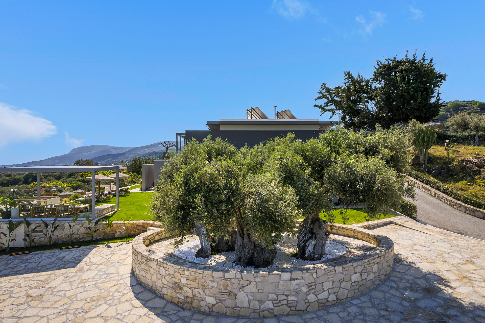 ancient-olive-tree-image