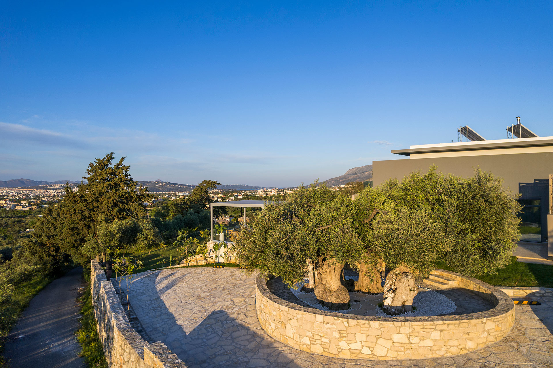 ancient-olive-tree-image
