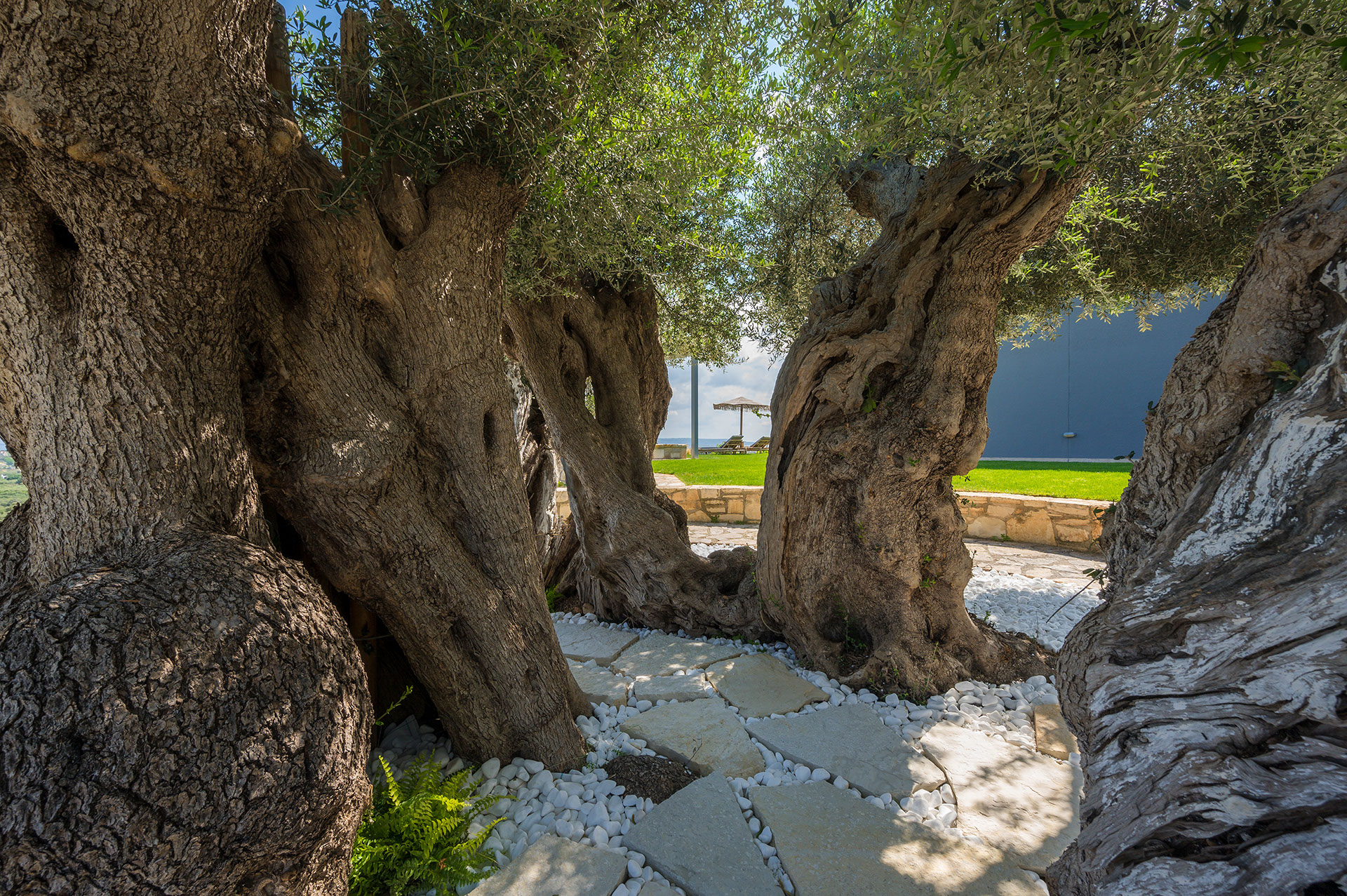 ancient-olive-tree-image
